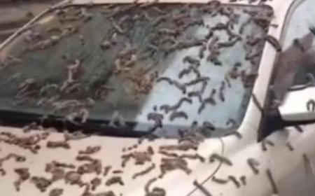 بارش کرم از آسمان در پکن پایتخت چین