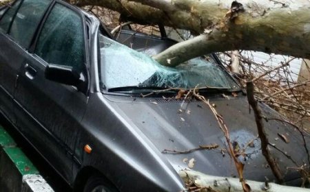 ببینید | سقوط وحشتناک درخت روی پراید فاجعه آفرید