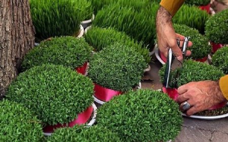 یک پیشنهاد برای کاشت سبزه عید