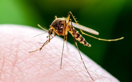 کشف راز بزرگ پشه ها: از کجا می فهمند چه کسی را نیش بزنند!