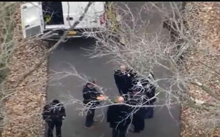 معمای دست پیدا شده در جنگل کشف شد   