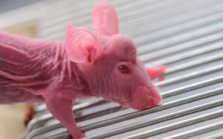 عکس | برنامه عجیب و غریب دانشمندان چینی برای رشد شاخ روی سر موش !   