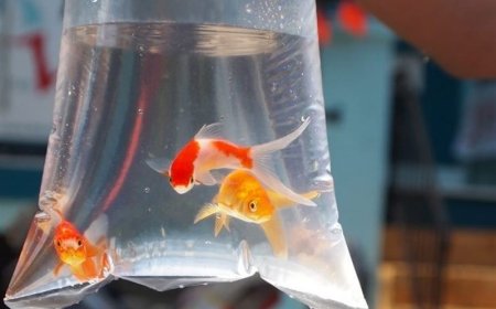 اینفوگرافیک| اگر ماهی قرمز می‌خرید ...