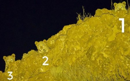 عکس|  پلنگ مادر و دو تولهاش در پارک ملی گلستان