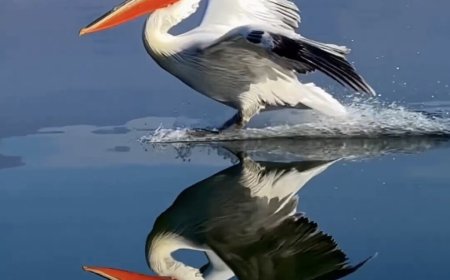 فیلمی بینظیر از لحظه فرود یک پلیکان در دریا را ببینید