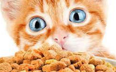 ببینید | مقاومت جالب یک گربه برای تقسیم نکردن غذا!