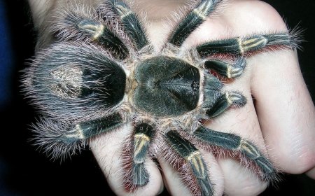 عکس| بزرگترین عنکبوت‌های دنیا؛ از پاقرمز کلمبیایی تا پرنده‌خوار جالوت!