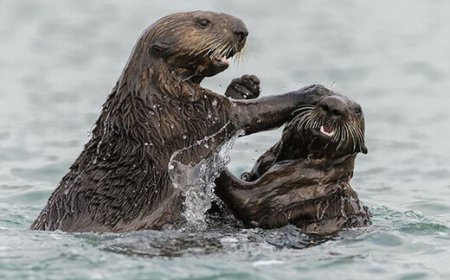 ببینید | ورود سمورهای آبی به سراب تاریخی روانسر