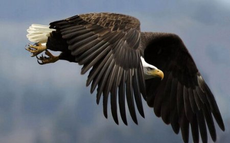 ببینید | قدرت حیرتانگیز عقاب در شکار خفاش در حین پرواز