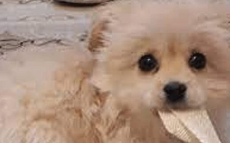 ببینید | چالش بامزه یک سگ به سبک اینفلوئنسرهای اینستاگرام