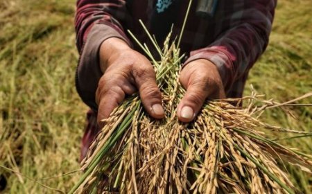 «ساقه دزدی» در سرزمین‌های شمالی