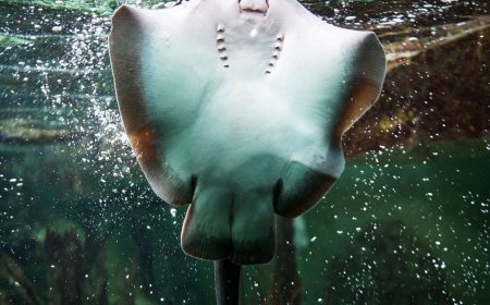 ببینید | لحظه شکار کردن طعمه توسط سفره ماهی