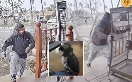 ویدئو|  سرقت شوکه کننده طوطی کاسکو در روز روشن