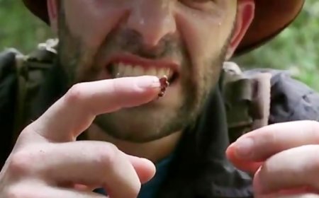 تصویری جالب و دیده نشده از لحظه گاز گرفتن مورچه از انسان
