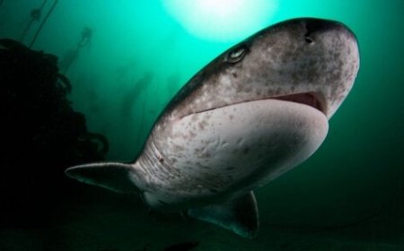 ببینید | تصاویری شگفت انگیز از بزرگترین کوسه زنده دنیا در خلیجفارس