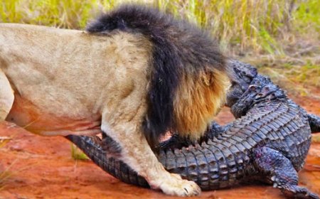 ببینید | لحظاتی هولناک از جنگ تن به تن سلطان جنگل و تمساح
