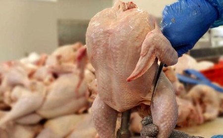 قیمت جدید مرغ اعلام شد