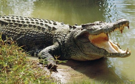 ببینید | ظهور یک اژدها ترسناک در زمین یک کشاورز حین شخم زدن