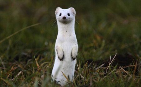 ببینید | ویدیویی جالب از موجودی با ظاهری زیبا و باطنی خون‌خوار!