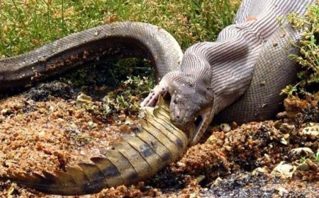 ببینید| بلعیدن تمساح ۱.۵ متری توسط مار پیتون ۵.۴ متری