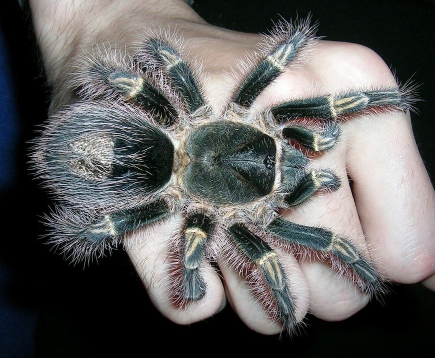 عکس| بزرگترین عنکبوت‌های دنیا؛ از پاقرمز کلمبیایی تا پرنده‌خوار جالوت!