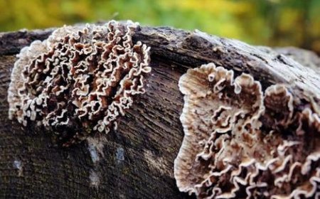 برای اولین‌‎بار در جهان، یک فرد به عفونت قارچ گیاهی مبتلا شد؛ لست آف آس در کمین؟