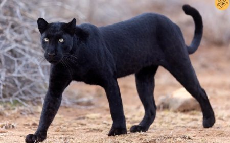 عکس| ثبت عکس پلنگ سیاه کمیاب در طبیعت