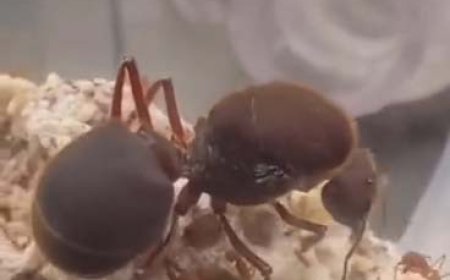 ببینید | این مورچه غول‌پیکر، بزرگ‌ترین بر روی کره‌ زمین است!