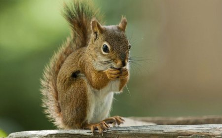 ببینید| این سنجاب بامزه می‌خواهد ثابت کند حیوان ترسناکی است