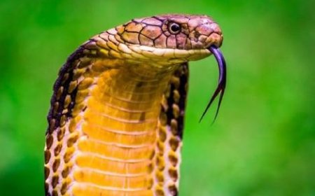 مار در آسمان، زیر صندلی خلبان