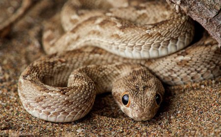 زیبایی خیره‌کننده مرگبارترین مار دنیا/ عکس