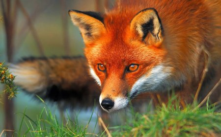 ۲۲ نکته درباره روباه