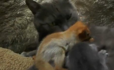 ببینید | ویدئویی باورنکردنی از مراقبت ویژه یک گربه از سنجاب کوچک!