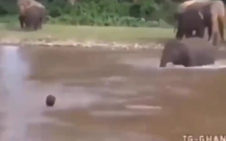ببینید | نجات هیجان‌انگیز یک مرد از وسط سیل توسط فیل شجاع!