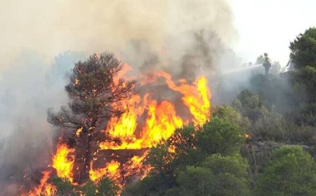 ببینید| آتش‌سوزی مهیب و گسترده در پارک ملی آلتوتاجوی اسپانیا