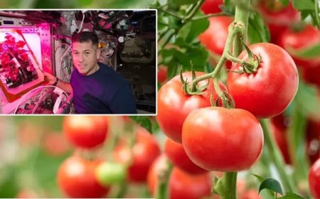 گوجه‌های فضایی به زمین آمدند!