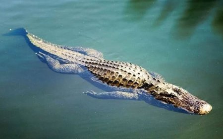 تمساحی که ۱۸ مرد نتوانستند آن را تکان دهند! + عکس