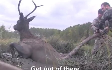 ویدئو| لحظات نفسگیر نجات گوزن از باتلاق