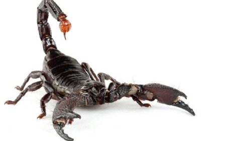 کشنده‌ترین عقرب دنیا در ایران ساکن است!