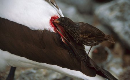 پرنده کوچکی که از خون دیگران تغذیه می‌کند! 