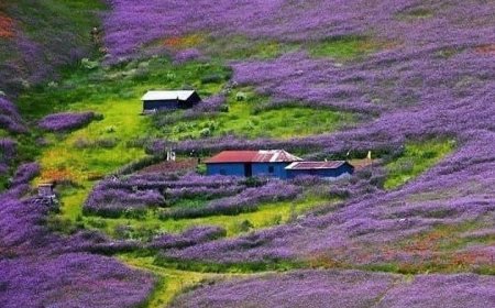 یکی از زیباترین و رویایی ترین جاده های ایران