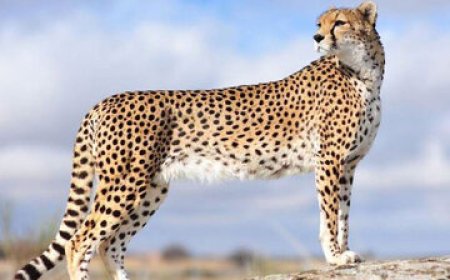 حاشیههای تولد پیروز و دو یوز دیگر تکرار میشود؟