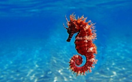 این حیوان قهرمان «قورت دادن» غذاست