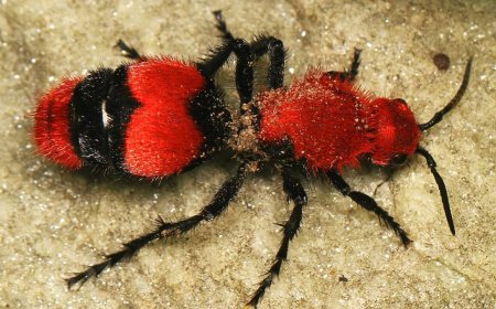 راز پنهان پشت ظاهر فربینده مورچه گاوکُش