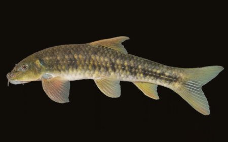 نام یک جانباز شیمیایی روی ماهی ۱۲ میلیون ساله