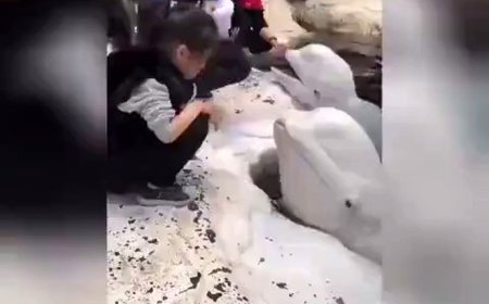 ببینید | بوسه پراحساس یک نهنگ سفید بر پیشانی دختربچه