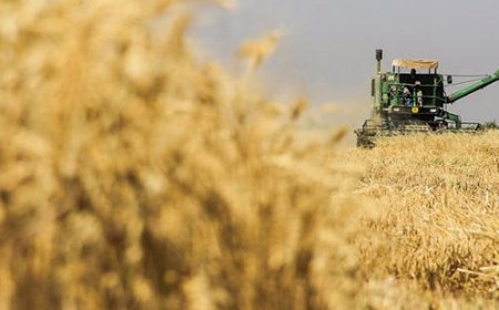 از قیمت جدید گندم و تخم مرغ تا نایابی شکر با وجود موجودی انبارها