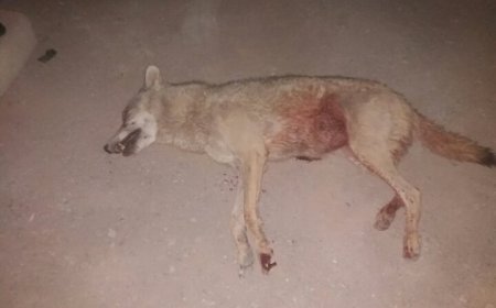 حمله گرگ وحشی به شهروندان اردستانی