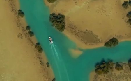 ببینید | شگفتی بی نظیر جزیره قشم و جنگل‌های حرا