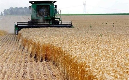 قیمت گندم تا چهارشنبه اعلام می‌شود
